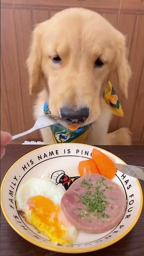 Dry vs Wet Dog Food – Which One Is Better?