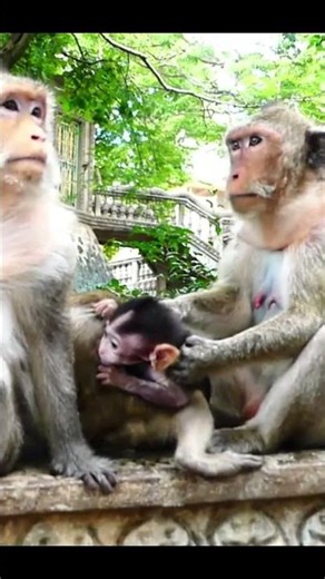 Life of Monkeys: Poor little monkey is trying to escape back to its mother.