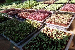 [Start-it-up] How To Start Microgreen Farming Business?