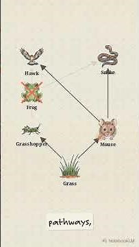 What are Food webs and why are they necessary for Sustainable Environment. #foodweb #environment #1m