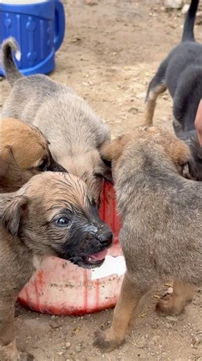 Save homeless and hungry Puppies #shorts