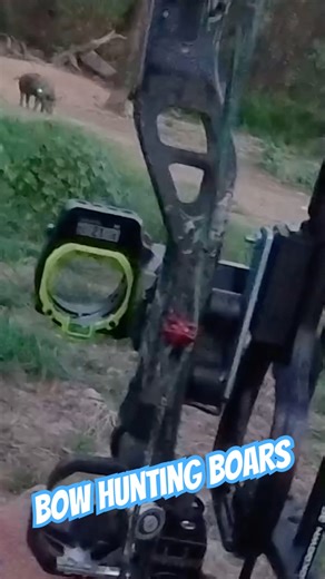 Bow hunting boars