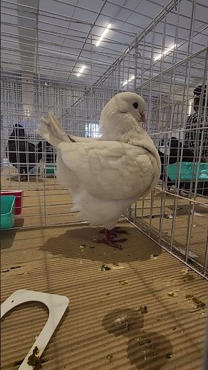 King Pigeon Breeds | White King Pigeon Collection