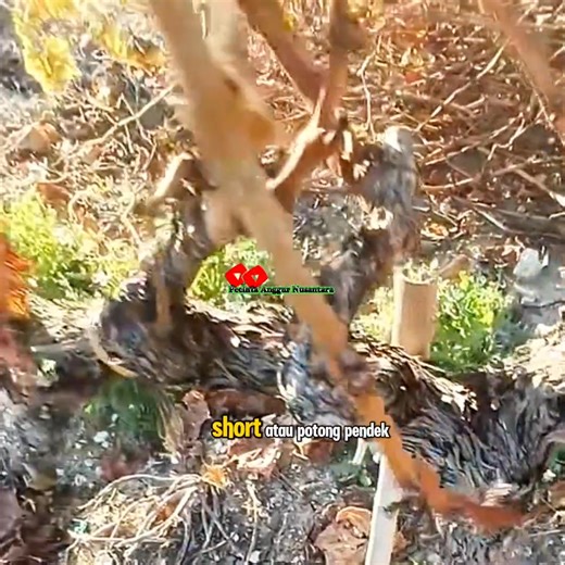 How to prun grapevine #pruning | Saepul Rahman