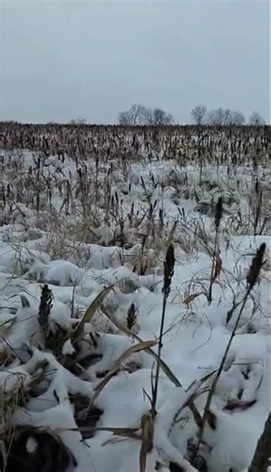 The “Switch / Sorghum” Combo! Food and bedding all in one and great for deer, pheasant and turkey. Advanced Habitat Solutions. Food Plots & Land Management Co. | Domain Outdoor LLC