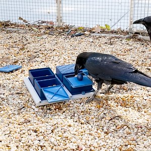 1.3M views · 1.6K reactions | Official Baltimore Ravens mascots Rise & Conquer are riding the bench this season due to the threat of Avian Flu, and while football fans will miss seeing them on RavensWalk, we are keeping their minds and bodies fit here at the Zoo. The brothers regularly practice solving tricky puzzle feeders. Name more intelligent mascots...we'll wait. | The Maryland Zoo in Baltimore | Facebook