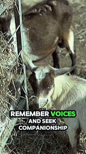 Goat Facts Explained: Quick Education Session for Animal Lovers #GoatFacts #AnimalEducation