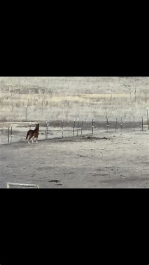 Mini Horse Rescue Adventures on TikTok