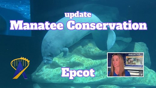 Disney’s Role in Florida Manatee Rehabilitation and Conservation