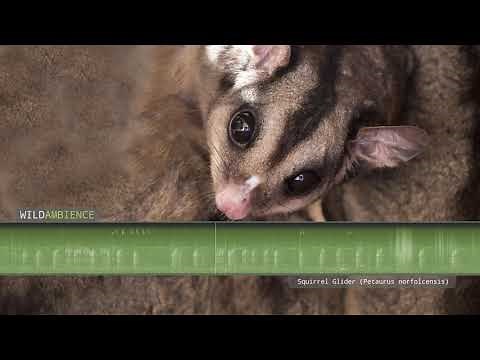 Squirrel Glider - Sounds and Calls