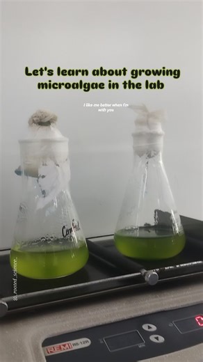 Rooted Science🍀 on Instagram: "🌱 Growing Microalgae in the Lab🌱 As a researcher, working with microalgae feels like caring for tiny green factories. These single-celled organisms may be microscopic, but they hold immense potential—from biofuels to pharmaceuticals. 🔬 Isolation: We usually start by collecting water samples from ponds, rivers, or soil. To isolate microalgae, we use techniques like serial dilution, streak plating on agar, or micropipette picking under a microscope. The goal is t