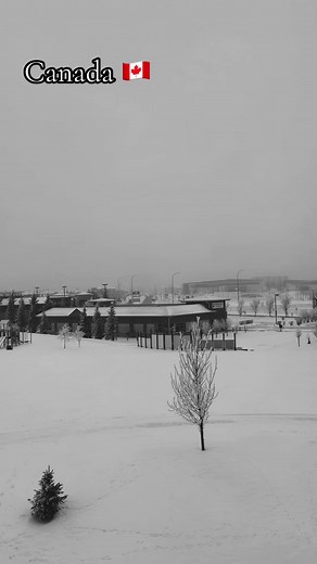 Daisy LaVoy in Canada 🇨🇦 | Life in Brampton