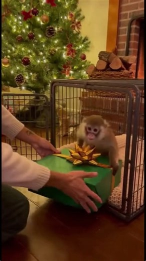 Caged Monkey Opens Christmas Gift… Bananas Inside 🐒🎁🍌 #MonkeyReaction #FunnyAnimals #shorts