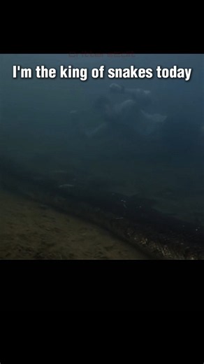 This 50-Foot Monster Makes Anaconda Look Tiny! (Comparison) 🤯 #shorts