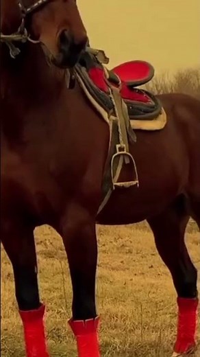 Otlar Olami 🐎 #instagram #tiktok #shortsyoutube #shorts #short #shortvideo #shortsvideo #shortsfeed