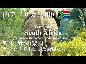 【南アフリカvlog🇿🇦】野生動物の楽園でサファリドライブ｜クルーガー国立公園＆サビサンド私営保護区