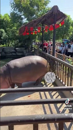 Sranie hipopotama 2 #hipopotam #sranie