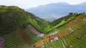 Beautiful scenery of terraced farmland in Dieng Plateau with misty...