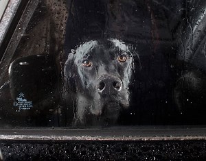 Photos of Dogs Staring Out Car Windows