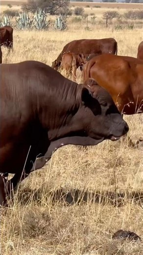 Bonsmara Bull Massive !!!!