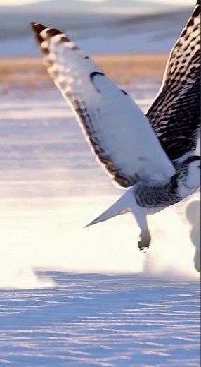 Arctic Fox vs Snowy Owl — Tundra Sprint
