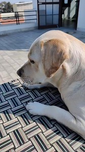 Just for Fub 😂 #prankvideos #dogtraining #prankster #moneyprank #prankgonewrong #funnyvideos #justforfun | Rubby_the.labrador