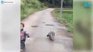 Watch: Porcupine follows kid in viral video
