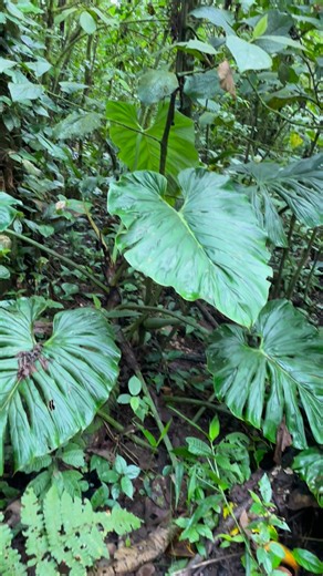 Denise | Tropical Plants | Travels to the Rainforest on Instagram: "Once you have witnessed how tropical plants grow in their natural habitats (rainforests, cloud forests, jungles) you stop caring so much about yellowing leaves, crispy leaves and all that talk from people on what “proper” plant care looks like. There is almost no perfect leaf in the Rainforest at one point they will be munched on, ripped, browned leaves or die. Nothing lasts forever 🌱🌱🌱 #aroids #rainforest"