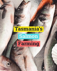 Tasmania's government has released a 10-year plan for more sustainable salmon farming, but will it work? | Junkee