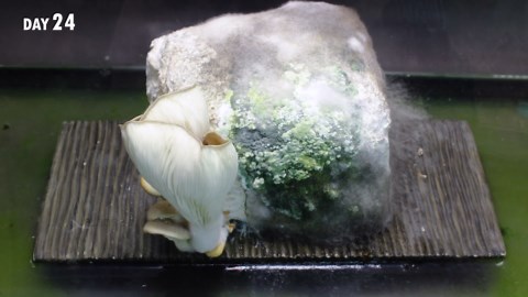 Growing mushroom bonus mold time lapse