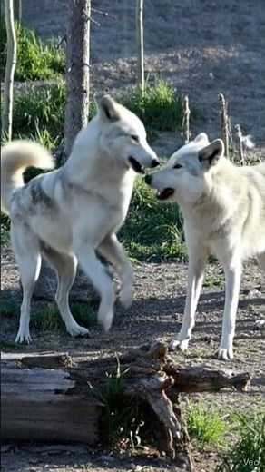 Alpha Love! Playful Wolf Couple Cuddling in the Wild 🥹❤️ #facts #adorable #animals #wildlife