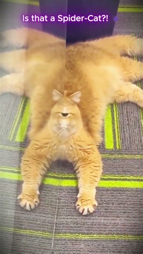 Alien or Cat The Funniest Plot Twist! 🛸📉 #funnyanimals #funnyvideo