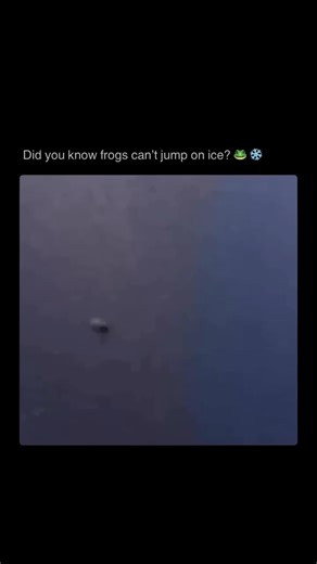 Frogs Fam on Instagram: "Frogs 🐸 rely on the traction provided by their skin and webbed feet to push off surfaces. Ice, being smooth and slippery, does not provide enough friction for them to grip effectively, making it difficult for them to jump. Instead of jumping, a frog might slip or slide on ice if it tries to leap. However, the exact difficulty may vary depending on the species of frog and the condition of the ice. For example, frogs with slightly rougher feet or those adapted to colder c