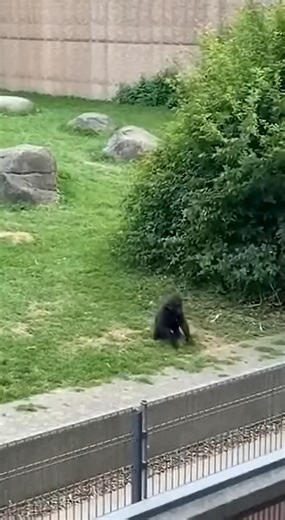 Gorilla DESTROYS Leopard at Zoo - SAVES Baby! 🦍 동물원 고릴라 🦍 動物園ゴリラ #gorilla #silverback #zoo #rescue | New Era TV