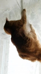 16K views · 350 reactions | 3 bonnes raisons d'avoir un chat ! | Caats | Facebook