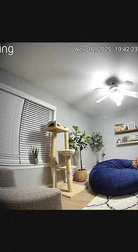 Cat Jumps Higher Than Ever Before!