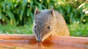 64K views · 3.4K reactions | Birds aren't the only animals that will frequent your bird bowl! You may be lucky enough to spot a southern brown bandicoot, so make sure you don't mistake them for pests! This cute little guy was caught on camera by Joanne Brazier. | Australian Geographic | Facebook