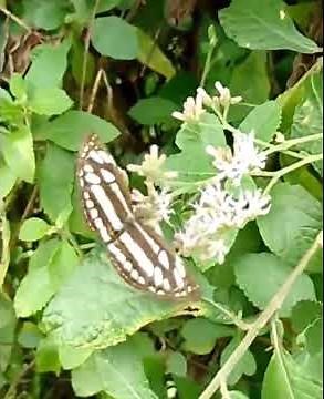 කැලෑ මල් කුමරියන්/Flower quine/Beautiful flowers/ලස්සන මල්/මී මැස්සන්/🐝 /Bee/මී මැසි ගෝචර මල්
