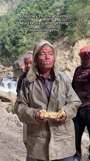 Exploring the Mysteries of Mad Honey: A Hallucinogenic Experience