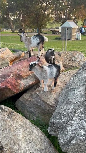 Cutest baby goats..!! #pygmy #goats #farm #australia