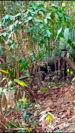 dogs barking on wild boar, best hunting dogs for big game, #puppy #barkingdog #setter #huntingdogs