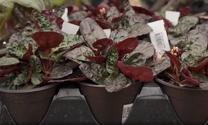 How to Grow Purple Waffle Plant (Hemigraphis alternata) - Gardening Channel