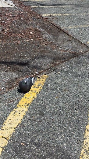 Asmr pigeon looking for food #birds #pigeon #pigeonslovers #naturelovers #nature #asmrsounds