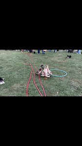 The Quack Pack USA on Reels