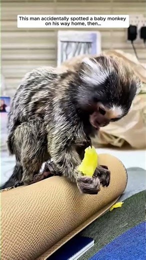 He Spotted a Baby Monkey by Chance #marmoset #monkey #babymonkey #animals #rescue #cute #short