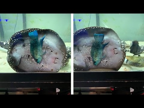 Hungry Stingray Pushes Fish Against Side Of Tank