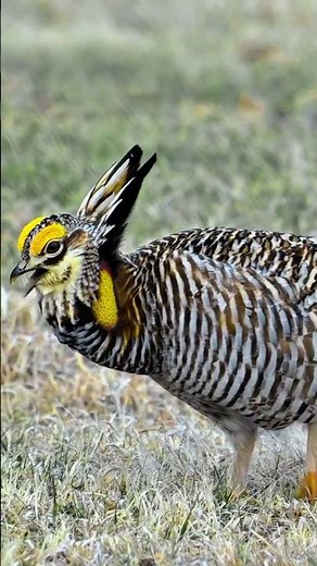 The Rarest Chicken in America? Meet the Attwater’s Prairie-Chicken!