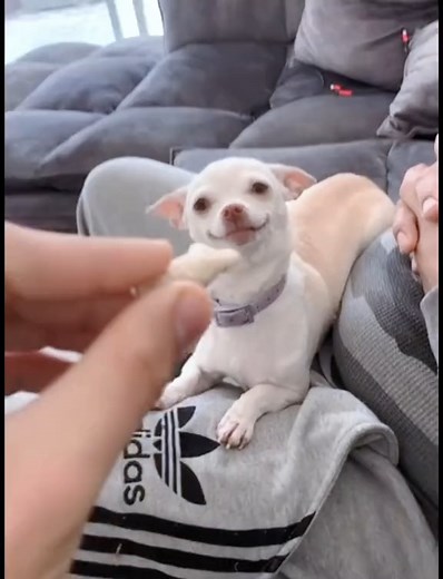 Good dog, Vepe no Chihuhua,… #foryou #pet #slowmotion #lilo #stitch #funny #funnyreels #comedycentral #comedyvideo #comediahumor #comedy #meatlessmonday #myfurbaby #reels #anthurium #reelsvideo #paparazzilive #comedyreels#viralreels #slowmotion #lilo #stitch #funny #funnyreels #comedycentral #comedyvideo #comediahumor#comedy #meatlessmonday #myfurbaby #reels #anthurium #reelsvideo #paparazzilive #comedyreels #comedyreels #dogdays #pet #a#animal #dogsofinstagram #dogsofinsta #dogs #catsofinstagra