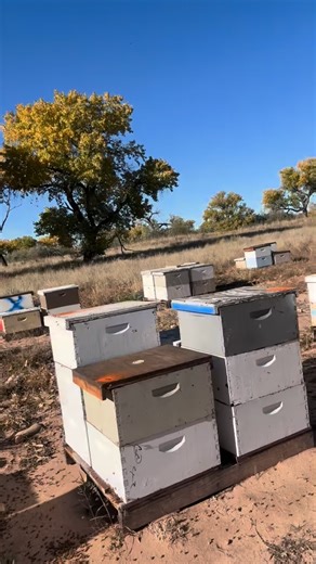 18 reactions · 3 comments | Fall brings beauty and balance to the hive . The worker bees begin removing the drones — the males who’ve completed their purpose for the year. Since drones don’t forage or help care for the brood, the colony conserves energy by letting them go before winter hits. It’s part of the natural cycle that keeps a healthy hive thriving year after year.  #HappyBeesllc #BeekeepingLife #beeseason #honeybee #honey #honeybees | Happy Bees LLC | Facebook