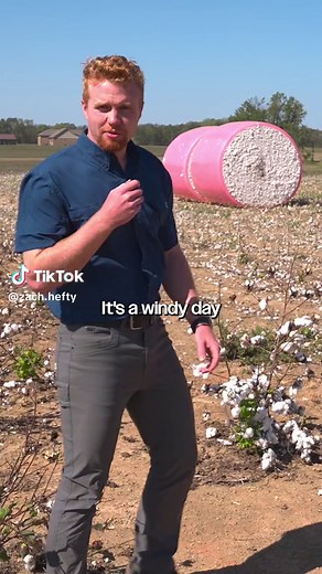 Exploring Cotton Fields for the First Time